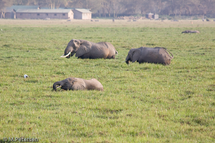 Elefanten - Amboseli Nationalpark