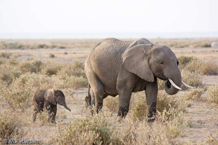 Elefant mit Jungtier - Amboseli Nationalpark