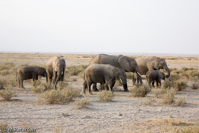 Elefanten - Amboseli Nationalpark