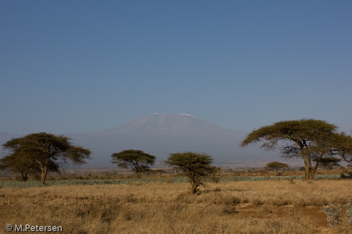 Kilimanjaro - Amboseli Nationalpark