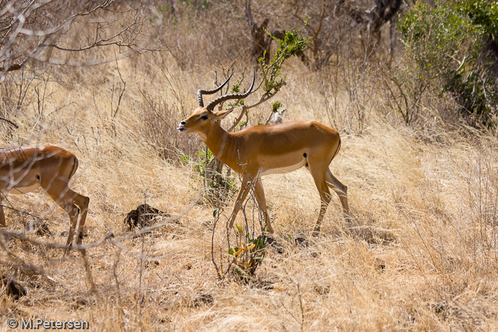 Impala - Tsavo West Nationalpark