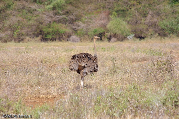 Strauß - Tsavo West Nationalpark