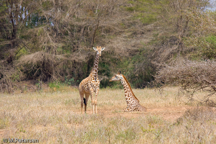 Giraffen - Tsavo West Nationalpark