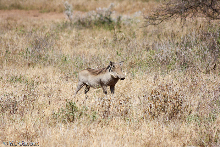 Warzenschwein - Tsavo West Nationalpark