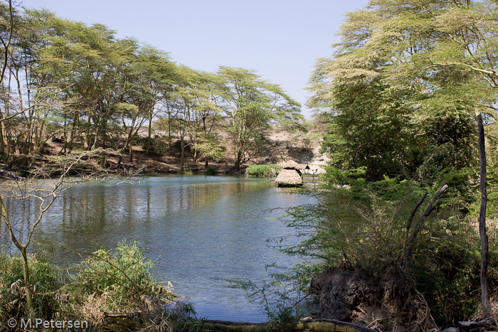 Mzima Springs - Tsavo West Nationalpark