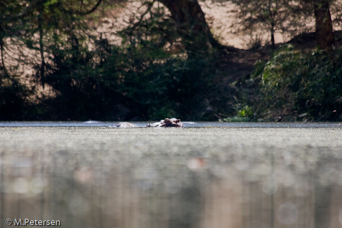 Flusspferde bei Mzima Springs - Tsavo West Nationalpark