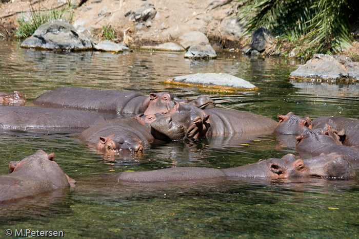 Flusspferde bei Mzima Springs - Tsavo West Nationalpark