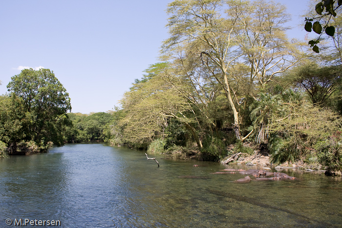 Flusspferde bei Mzima Springs - Tsavo West Nationalpark