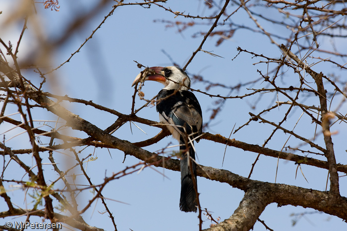 Tukan - Tsavo West Nationalpark