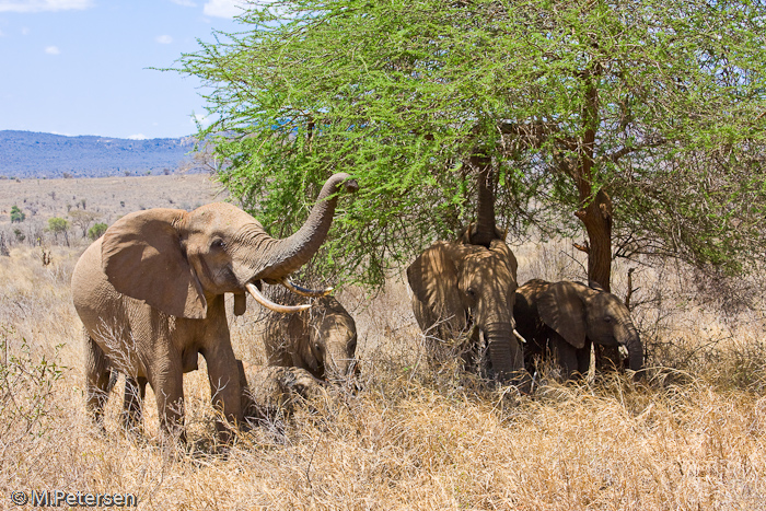 Elefantenherde - Tsavo West Nationalpark