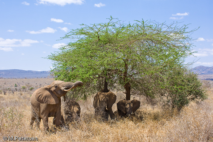 Elefantenherde - Tsavo West Nationalpark