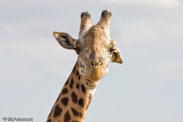 Giraffe - Tsavo West Nationalpark