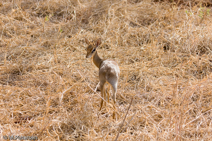 Dik Dik - Tsavo West Nationalpark