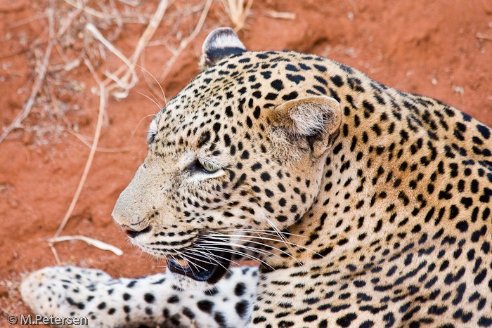 Leopard - Tsavo West Nationalpark