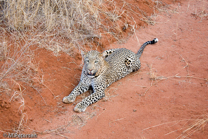 Leopard - Tsavo West Nationalpark