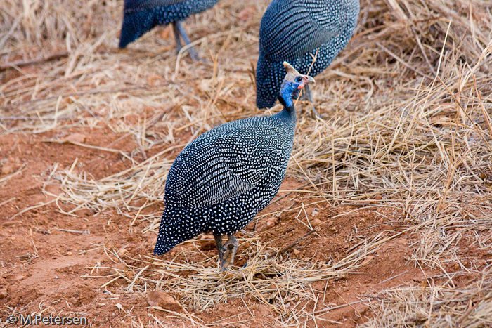 Perlhuhn - Tsavo West Nationalpark