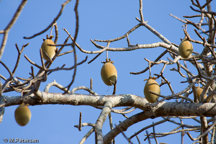 Affenbrotbaum - Tsavo West Nationalpark