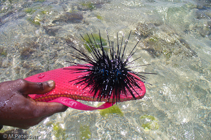 Seeigel am Korallenriff - Diani Beach